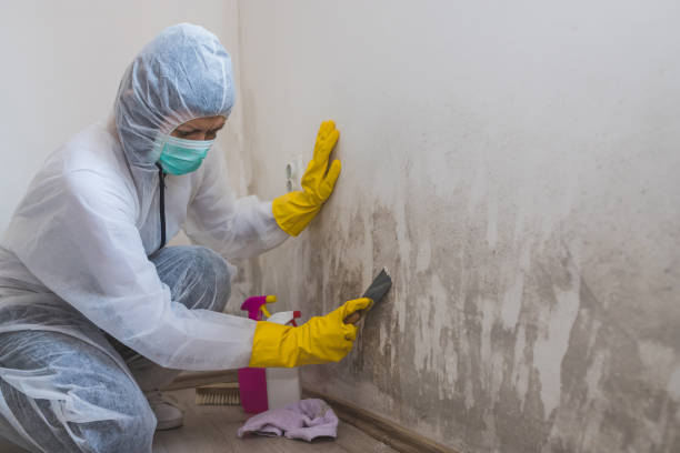 Best Commercial Mold Remediation in Eastpoint, FL