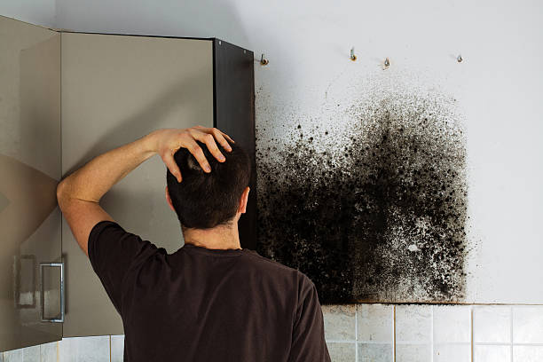 Best HVAC Mold Remediation in Eastpoint, FL
