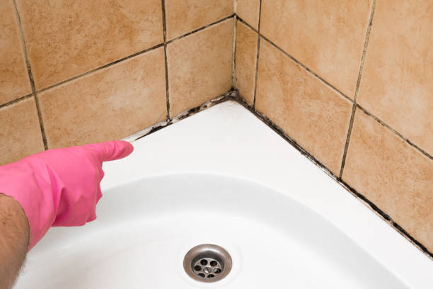 Best Kitchen Mold Remediation in Eastpoint, FL